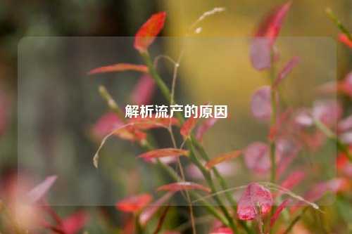解析流产的原因