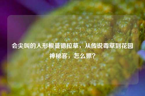 会尖叫的人形根曼德拉草,从传说毒草到花园神秘客,怎么抓?
